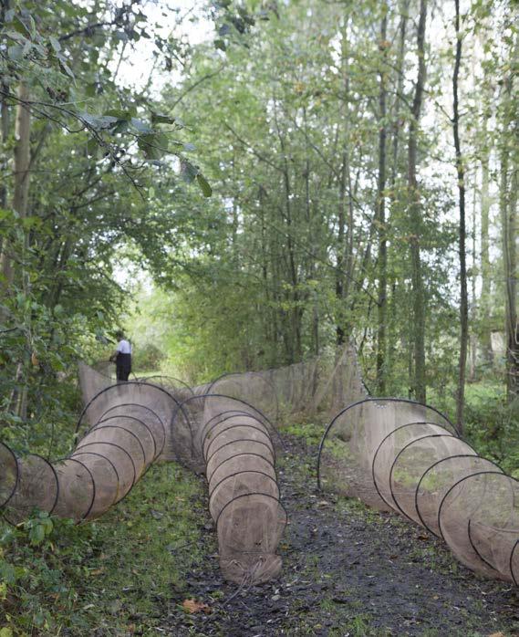 Er werden bij de najaarsbemonstering relatief veel jonge rietvoorns aangetroffen wat wijst op een geslaagde voortplanting van deze soort.