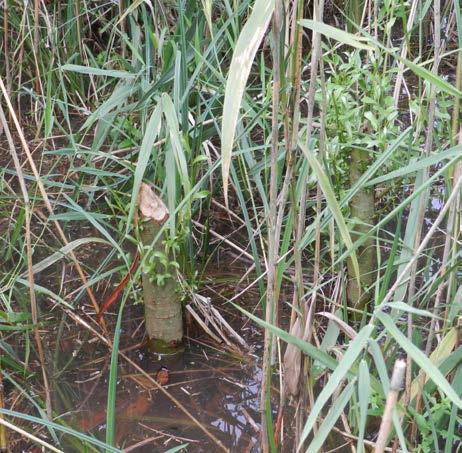 De minimale waterstand werd reeds bereikt begin juli. Nadien stegen de peilen opnieuw snel; vanaf midden augustus reeds tot boven het maaiveld.