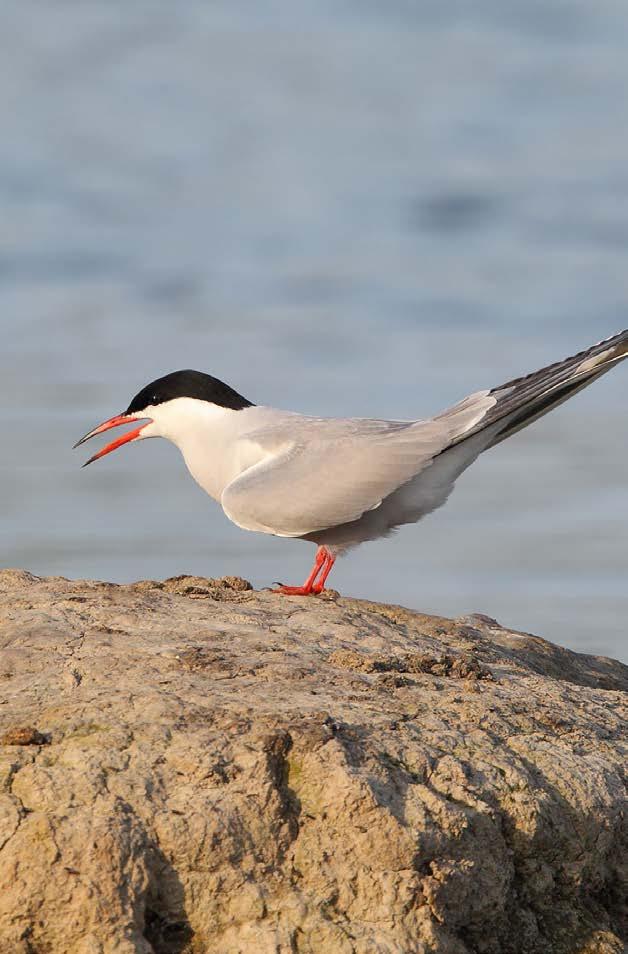 2.2 Watervogels buitendijks Watervogels langs de oevers van de Zeeschelde worden sinds oktober 1991 maandelijks geteld door het INBO.
