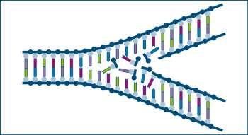 16 Radiobiologie TS VRS-D/MR vj 2018 Effecten op de mens Bij celdeling: DNA wordt gesplitst, nieuwe basen worden ingebouwd: DNA-replicatie Meest stralingsgevoelig: snel delende cellen Delende cel