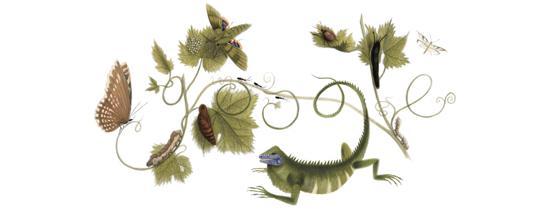 Google leerde mij dat het vandaag de 366 e geboortedag van Maria Sybilla Merian is, die met haar prachtige tekeningen mede aan de wieg stond van de Natuurstudie en Natuurbeleving, die met de derde N