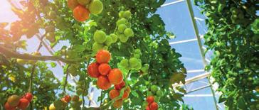 SCHOLIEREN WERK Steek je handen uit je mouwen en kom werken bij Van der Houwen Vanaf 15 Kom deze zomer werken in onze tomatenkas!