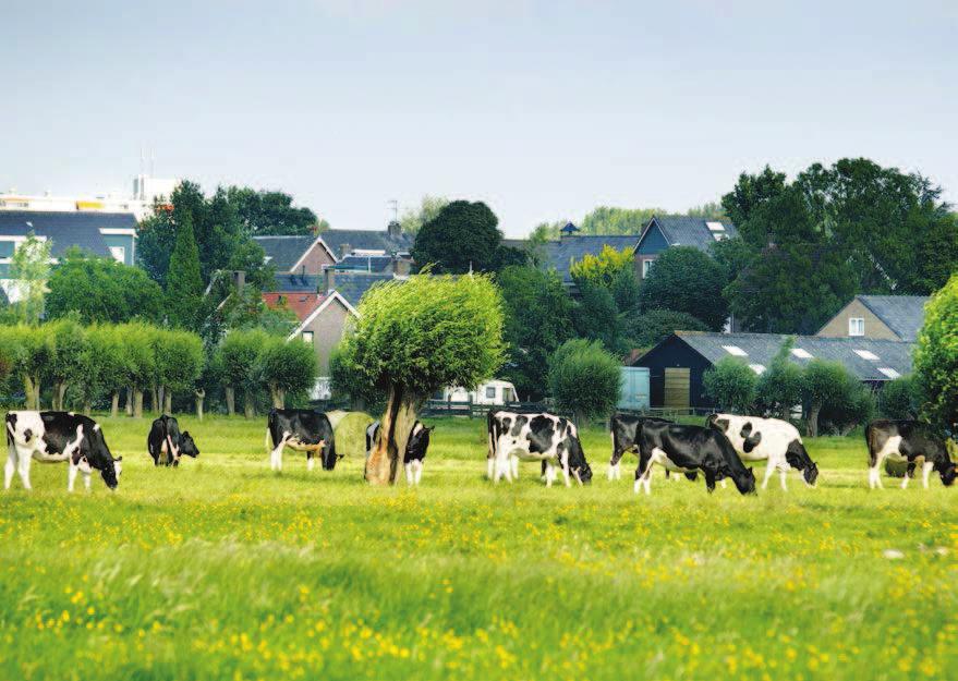 Veehouderij en gezondheid omwonenden Hebben veehouderijen effect op de gezondheid van mensen die in de