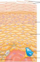 Stratum Corneum Hoornlaag Stratum Lucidum Doorschijnende laag Stratum Granulosum Korrellaag Stratum Spinosum