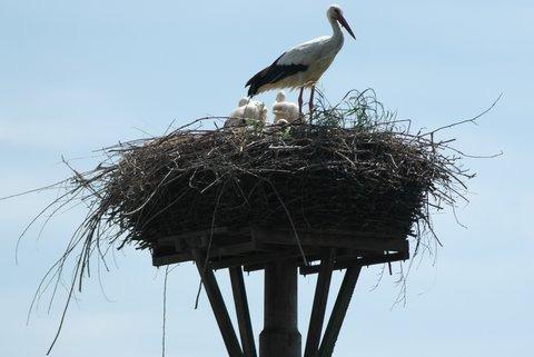 Er zijn 25 kievitsnesten uitgekomen. Zeven kievitsnesten zijn niet uitgekomen, 5 door predatie van vermoedelijk kraaien, en 2 door onbekende oorzaak.