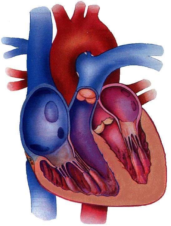 Transkatheter aortaklepimplantatie Transcatheter