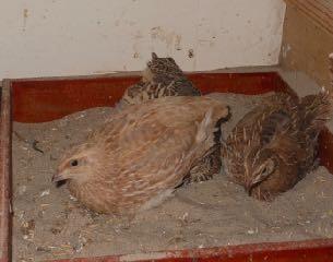 Bij het ontbreken van gelegenheid tot het nemen van een zandbad zullen de siervogels naar alternatieven zoeken en een bad nemen in los strooisel in het hok of in de grond een volière.