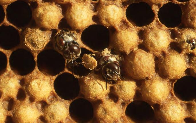 Foto Peter Elshout. wordt geteld hoeveel en hoe snel gedode popen door de bijen worden opgeruimd.