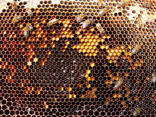 Niet alleen voor mensen, maar ook voor honingbijen Gevarieerde voeding onmisbaar Sarah van Broekhoven Bijen verzamelen stuifmeel en nectar als belangrijke voedselbron, en daarbij doen ze