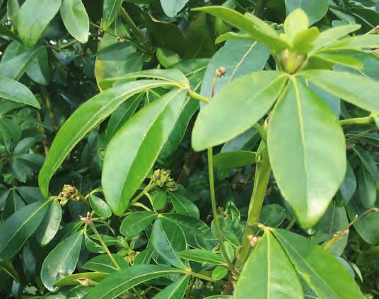 Te weinig toegepaste drachtplanten Tekst Louis van den Goor Choisya Cephalanthus Choisya is een groenblijvende heester, afkomstig uit Midden-Amerika en Mexico. Van Choisya komen meerdere soorten voor.