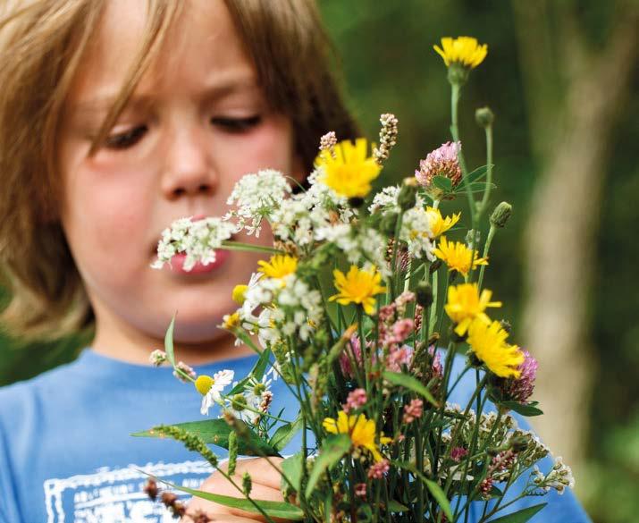 Welke van die bijzondere planten kunnen we in het domein in het wild terugvinden?