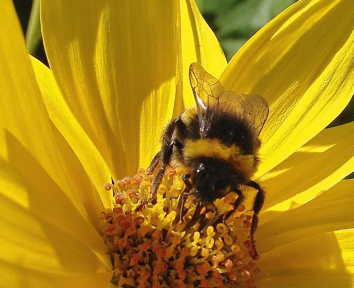 natuur 2 uur van april t.e.m. juni 2 euro/leerling (min. 30 euro/groep) WEER EN KLIMAAT De leerlingen leren op een interactieve wijze het weer meten en begrijpen.