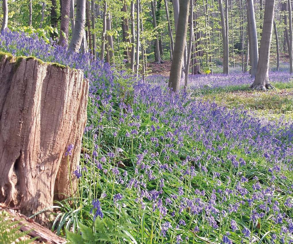 BASISONDERWIJS alle graden EEN BOS VOL BLOEMEN Vanaf maart staat het provinciedomein vol voorjaarsbloeiers. Narcissen en boshyacinten kleuren het bos geel en paars. Wat een prachtig zicht!