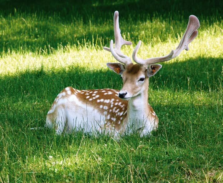 Waar doet de duif ons aan denken? Wat doen onze trekpaarden?