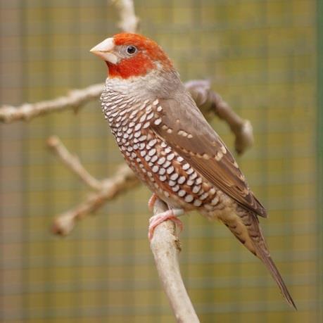 Roodkopamadine (Amadina erythrocephala) De roodkopamadine behoort samen met de bandvink tot het geslacht Amadina. De vogels zijn overwegend bruin gekleurd.