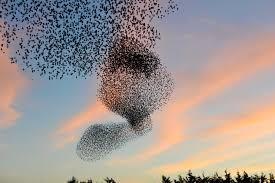 Spreeuwen vliegen in zwermen om roofvogels te misleiden Spreeuwen vliegen waarschijnlijk vaak in zwermen om roofvogels in verwarring te brengen, zo blijkt uit een nieuwe studie Individuele spreeuwen