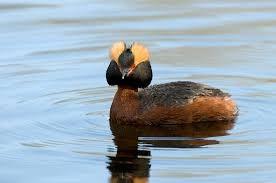 'Broedvogels uit rand poolgebied hebben het zwaar in Nederland' Vooral vogels die in toendra's, aan de rand van het poolgebied, broeden en in Nederland overwinteren hebben het hier zwaar.