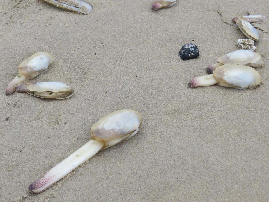in de zandige bodem, alleen de siphon, soort slurf, steekt boven het zand uit. Deze waren met de storm dus allemaal losgeslagen en op het strand terechtgekomen.