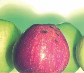 Handelaren en verkopers van fruit willen alleen maar kwalitatief goed fruit verkopen.
