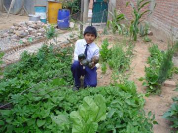 org Gezocht: enthousiaste stagiaires en vrijwilligers voor ondersteuning in de Boliviaanse Projecten op kindertehuizen en schooltuinen in 2010.