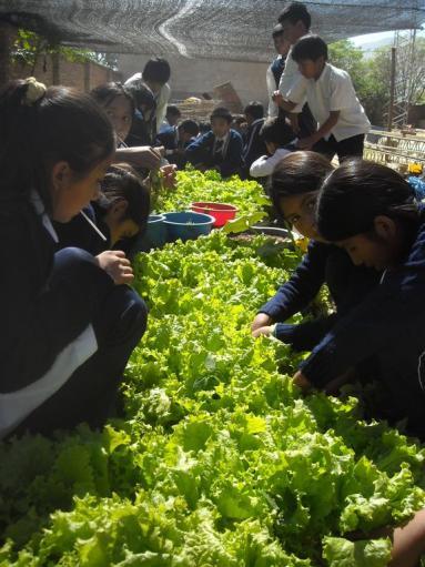 De belangrijkste elementen zijn: - Verrassingsbezoeken waar we op een dag buiten de lessen om komen kijken hoe voor de tuin gezorgd wordt; - Toetsen van zowel de praktische als theoretische kennis