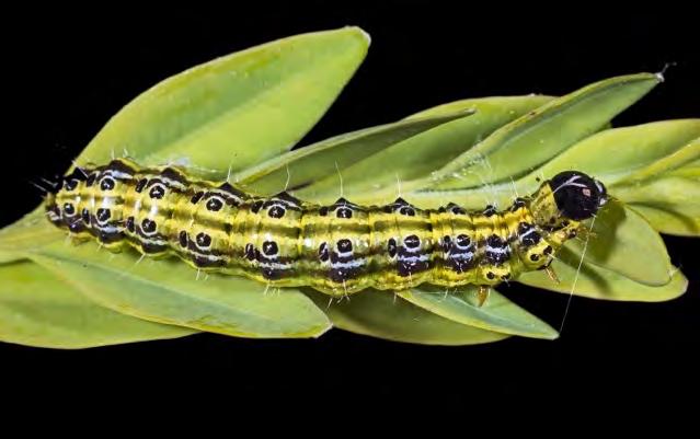 Bezorgde eigenaren van de nestkasten vermoedden een relatie met de chemische bestrijding van buxusmotrupsen door buxuseigenaren in de buurt.