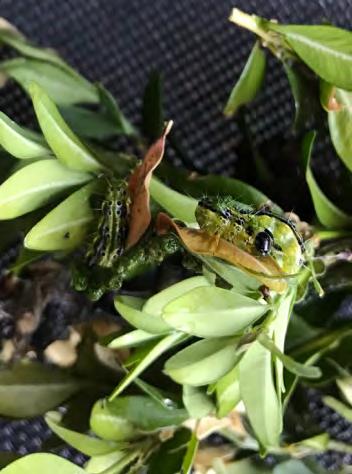 2.3 Koolmees en buxusmotrups: voedingsgedrag Vier verschillende prooisoorten, buxusmotrupsen, rupsen van het groot koolwitje (Pieris brassicae), krekels (Acheta domesticus) en rupsen van de grote