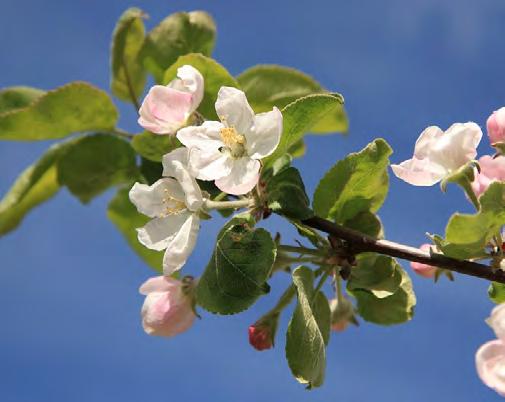 Wilde appelboom 10 Deze boom is waarschijnlijk uit het zaad van een weggegooid klokhuis gegroeid.