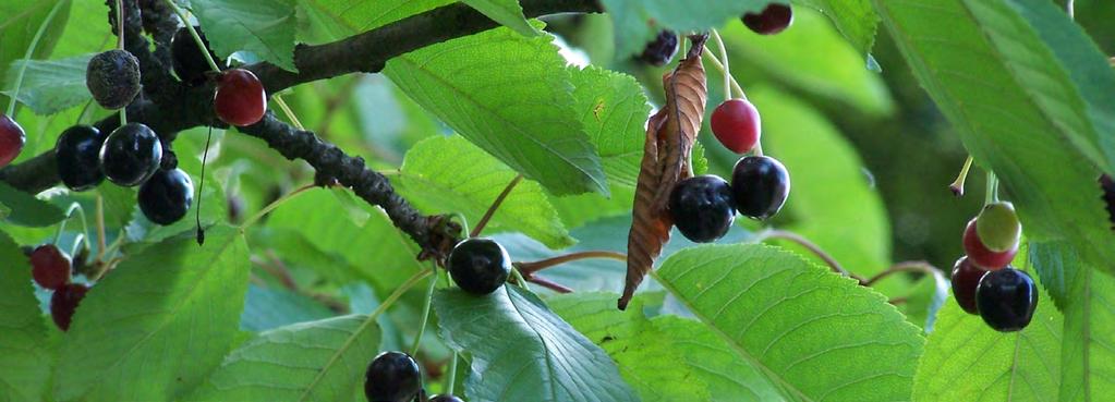De vruchten die in de (na)zomer en soms nog in de herfst te zien zijn, hebben de duidelijke vorm van kleine kersen en zijn rood tot