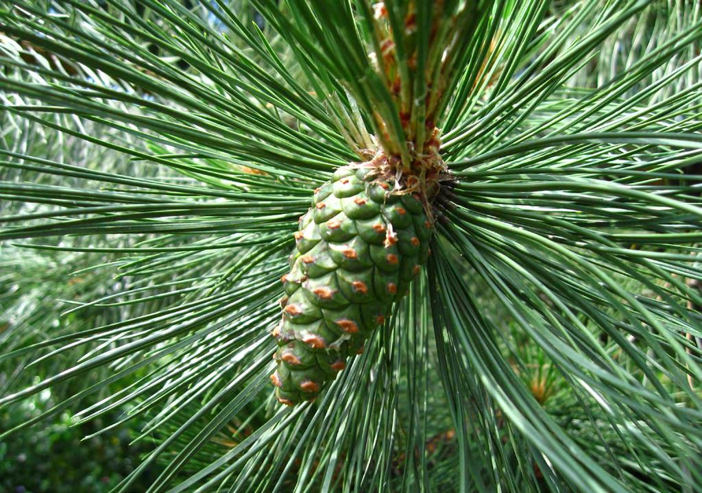 Grove den 1 De grove den heeft geen gewone bladeren, maar naalden. Je herkent de boom aan de twee lange naalden, die samen op een bobbeltje op de tak staan.