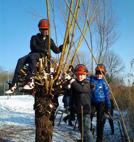 Knotwilgen Knotwilgen horen thuis in de polder.