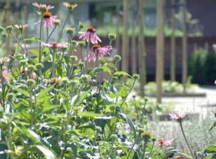 Wie is BuitenZin? BuitenZin is een tuinontwerp en realisatiebureau voor bedrijven, particulieren en zorgorganisaties, die de totale zorg van uw projecten uit handen kan nemen.