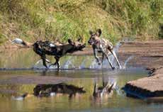 Manyara - Serengeti Serengeti Arusha Dag 01 vertrek Nederland/ België aankomst Kilimanjaro Dag 01-04 transfer Arusha NP ± 1 uur Hatari Lodge - 1x HB & 2 FB Dag 04 07 transfer ±1,5 uur Arusha airport