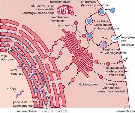 Celorganellen GOLGI APPARAAT Exocytose: membraan van een blaasje versmelt met