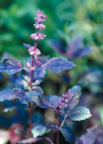 ONVERWACHTE TOEPASSINGEN En ten slotte zijn er planten met een uitgesproken bladtint of zelfs met bijna zwarte bladeren. Denk aan Perilla frutescens met paarse bladeren en aan de rode tuinmelde.