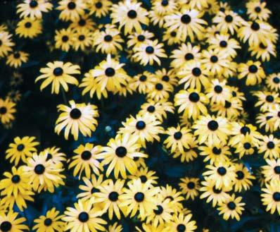 Rudbeckia hirta Zinnia Lavatera trimestris GEEF DE WIND GEEN KANS In een eenjarigenborder en een snijbloemenperkje is de wind de grootste spelbreker.