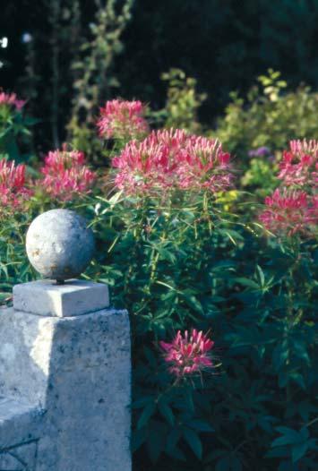 tip! DE KATTENSNOR HODT VAN WARMTE Een heel interessante plant die zomaar tussendoor in een border en ook in plantsoenen hoge ogen gooit, is de kattensnor, Cleome hassleriana.