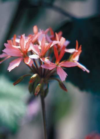 duizendvoudig kunnen bloeien en voor een nieuw hoogtepunt in de tuin,