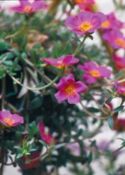 Van pelargonium, fuchsia s en andere niet-winterharde kuipplanten vindt