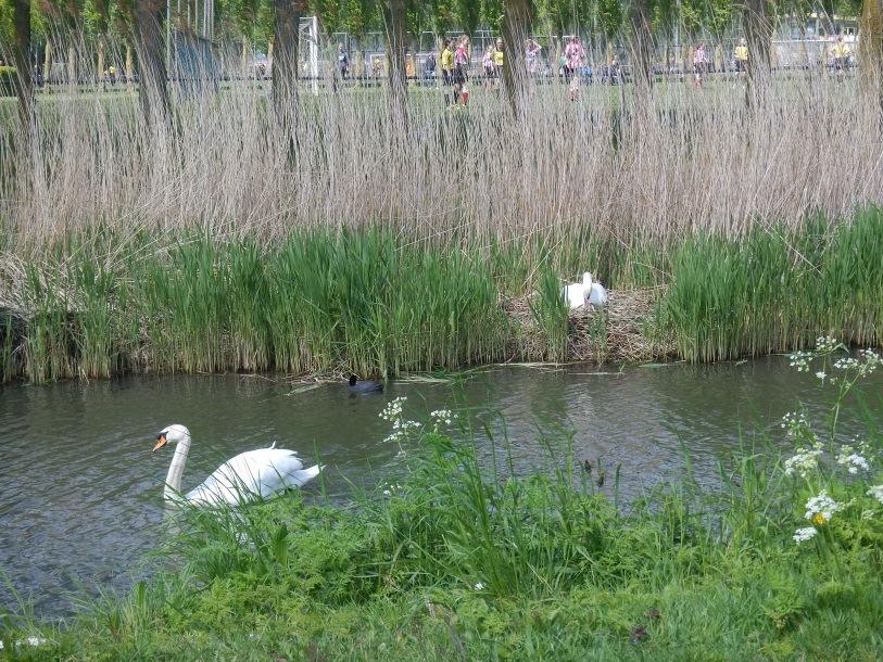 6. In het wild levende dieren De meeste dieren in Hoorn zijn in het wild levende dieren. Het groen in de gehele stad biedt leefruimte en voedselaanbod voor allerlei inheemse diersoorten.