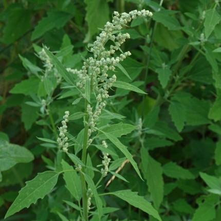 Voor de vogels: Melganzenvoet (Chenopodium album). De officiële naam van deze plant wordt weinig gebruikt. De plant dankt deze naam aan de bladvorm, die op de pootafdruk van een gans lijkt.