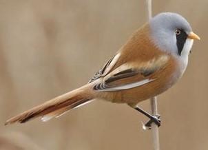 Op één vogel uit de wildbaan heeft Harm het niet voorzien. De laatste tijd wordt zijn volière namelijk belaagd door een sperwer.