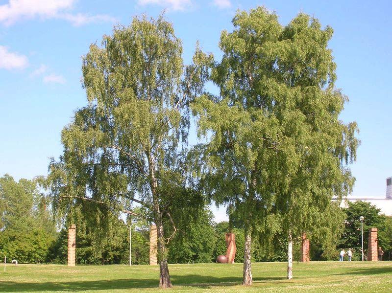 Betula