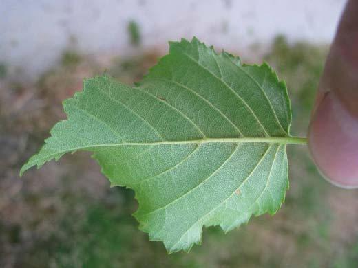 Betula pendula Roth.