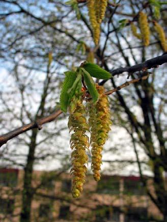 Carpinus betulus L. Bloei: bloei in april/mei.