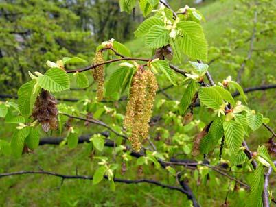 Ostrya carpinifolia Scop. Bloei: bloei in april.