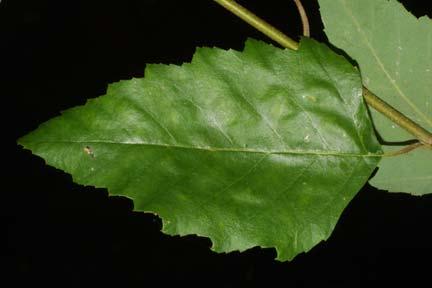 Betula nigra L.
