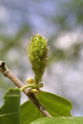 Vrouwelijke bloemen, opstaande, clindervormig,