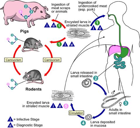 2. Advies 2.1. Inleiding Definitie van trichinellose. Trichinellose is een zoönose die wordt veroorzaakt door parasitaire nematoden van het geslacht Trichinella.