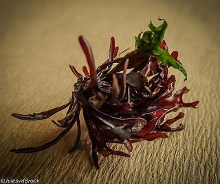 Honderden levend op pier. hydroidpoliepen Zeerasp (Hydractinia echinata). Algemeen op wulk en gewone tepelhoren. Gorgelpijp (Tubularia larynx). Aanwezig Penneschaft (Tubularia indivisa).